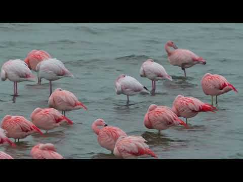 Chilean Flamingo, American Flamingo & Greater Flamingo - Grevelingendam (Netherlands) 29-12-2024