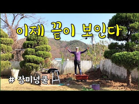 화단정리가 끝이 보입니다. 넝쿨장미 터널, 영산홍 옮기기 / countryside, gardening