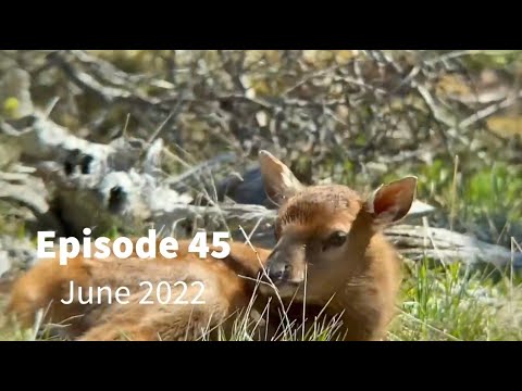 Wildlife Wednesday Monthly Round Up- June 2022