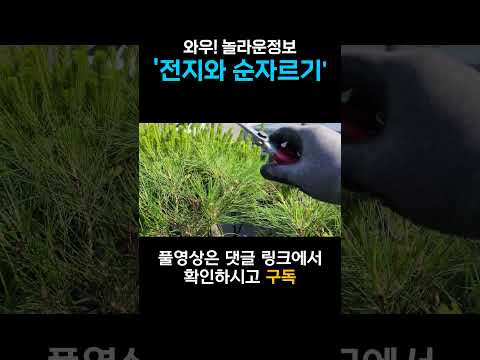 와우! 놀라운 정보 / 전지와 순자르기를 같이! #shorts