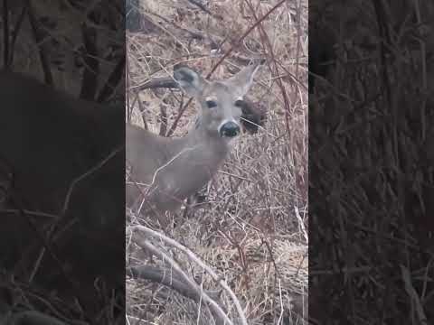 Deer Perfectly Blending into Woods #shorts #nature #deer #wildlife