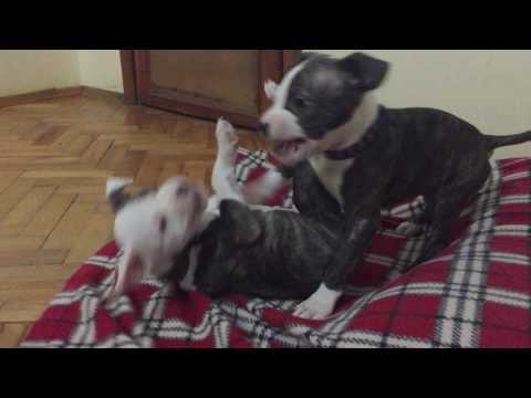 Pitbull Dehşeti (Pitbull Fight) :)))