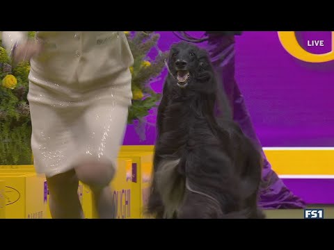 Louis the Afghan Hound wins the Hound Group | Westminster Kennel Club