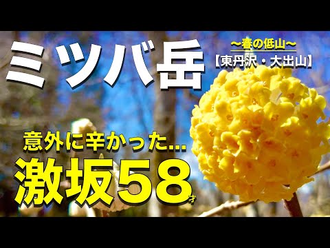 【ミツバ岳】ミツマタ見るなら「激坂」登れ！(東丹沢)