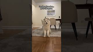 My dog did this to my body! #samoyed #dog #dogshorts #funny #funnyshorts