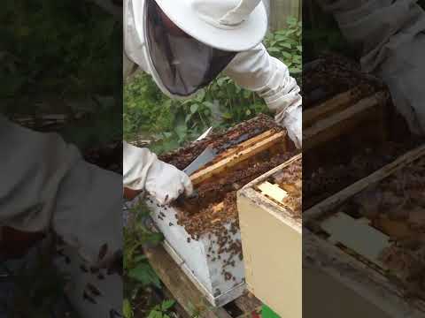 Finding Queen Cells In My Two Queen Hive!