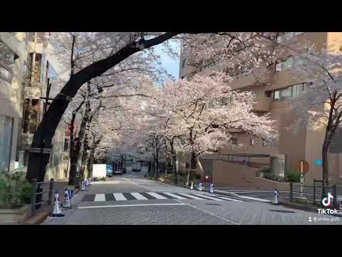 桜🌸 Cherry Blossoms in Japan🌸2021