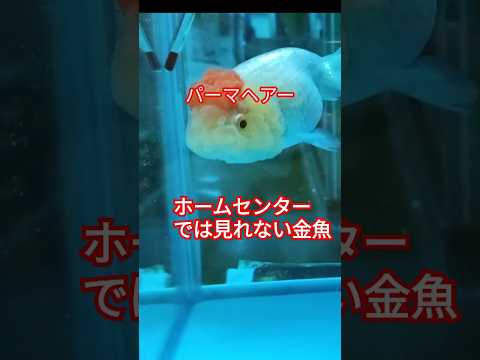 [金魚]　珍しい金魚　近くのホームセンターでは見れない金魚かも？#goidfish