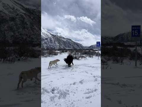 Paker vs. Yak! 雪地挑战，谁会先退缩？