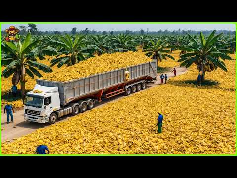 Banana Mega Factory: How They Process Millions Of Bananas With Modern Technology