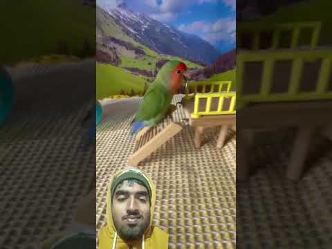 this This bird is very well trained... #parrottraining #parrot