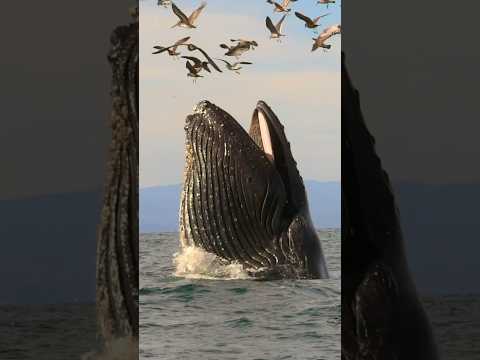 Giant Humpback Whale Trying to Encounter Birds || #whale #humpbackwhale #ocean #trending #shorts