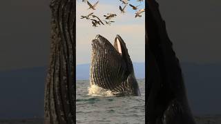 Giant Humpback Whale Trying to Encounter Birds || #whale #humpbackwhale #ocean #trending #shorts