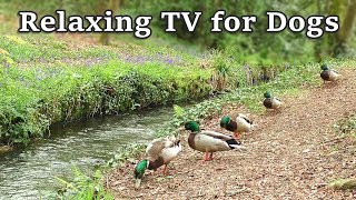 Relax Your Dog TV - 8 Hours of Relaxing TV for Dogs at The Babbling Brook ✅