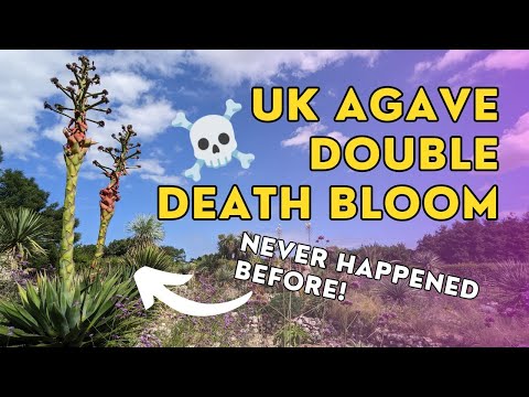 This UK agave montana just produced TWO death blooms!