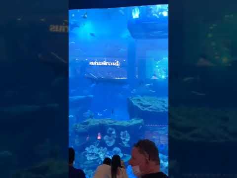 #Dubai_Mall#World'sLargestAquarium