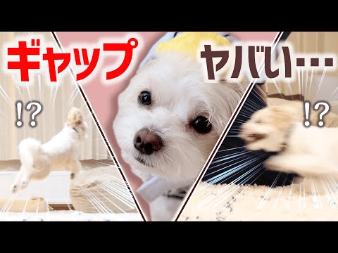 【徹底比較】まるで別の犬！？遊び相手で激変するチワプーがヤバい…そして可愛い🐶【＃077】Small white dog with high tension