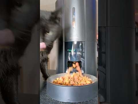 WOpet Automatic Cat Feeder 🐈 with WiFi APP Control! @WOPET #cat  #feedingtime