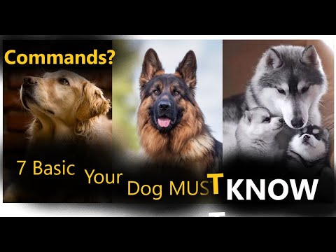 7 Basic commands your DOG MUST LEARN#canineworld #canineclinic #labradorretriever #labrador #german