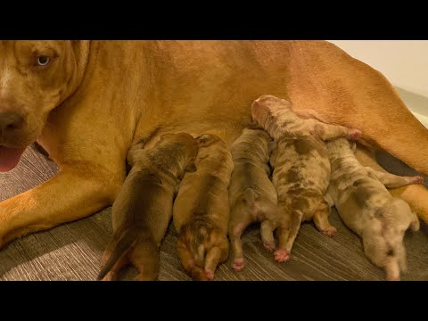 The MILLION dollar litter of puppies