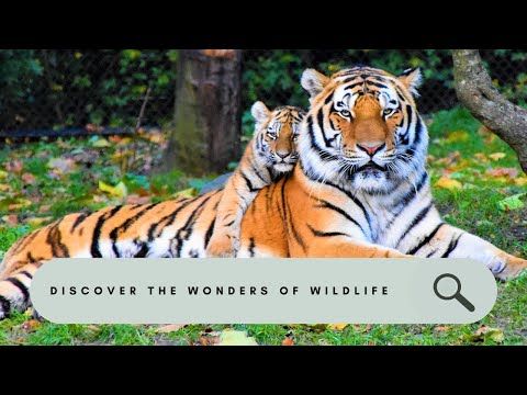 Wildlife Wonders: A Thrilling Journey