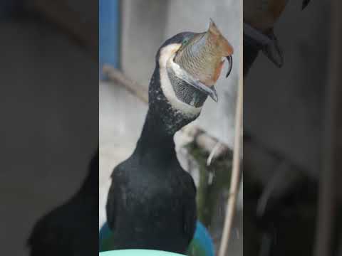 Amazing cormorant swallows a fish in seconds