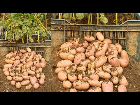 No need Garden 🥰 Growing huge potato in plastic tray🥰 | Potato farming idea