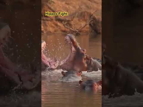 Hippos Fight - Watch full video @FreeHighQualityDocumentaries #animals #documentary #hippos