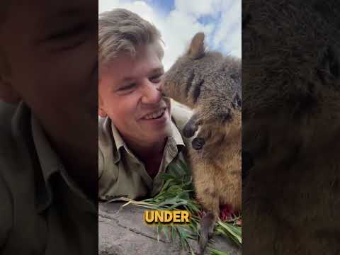 Roger the Quokka Short