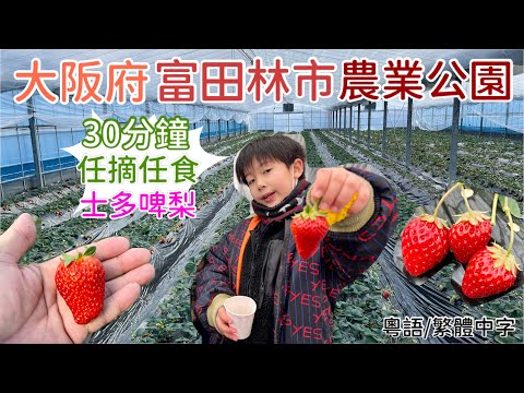 大阪府 富田林市 摘士多啤梨🍓