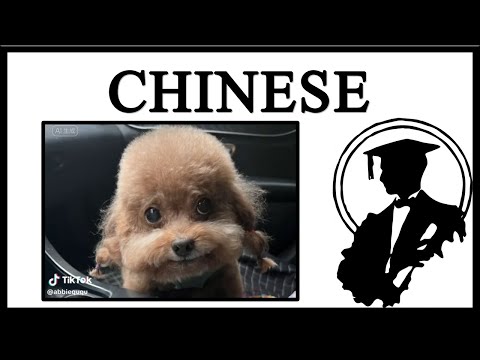 The Chinese Rapping Dog Ruined My Algorithm