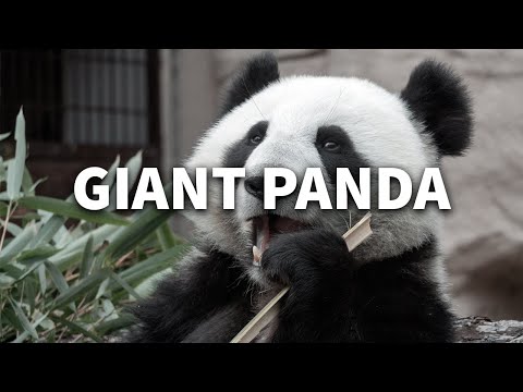 Giant Panda: Ambassadors of Wildlife Conservation