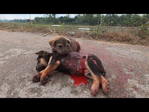 After an Accident, a Desperate Dog Begs Passersby to Save Its Friend!