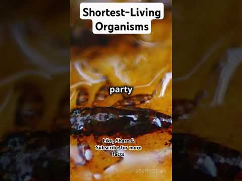 Shortest-Living Organisms: A Glimpse into Nature's Quickest Lives | Biotic World"