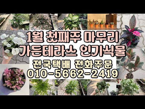 1월 첫째주를 가든테라스 인기식물과 마무리하세요