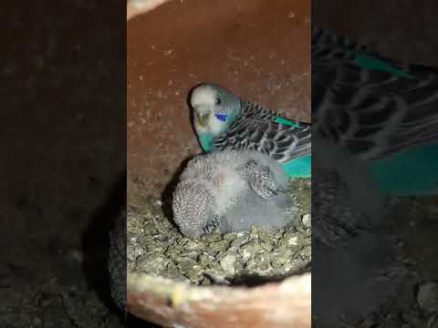 Budgie bird egg hatching Chicks Growth Day 20 #Viral #Shorts