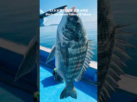 감성돔 낚시 조황 완도 약산(‘23.9.9 토) Black sea bream fishing. Yaksan, Wando