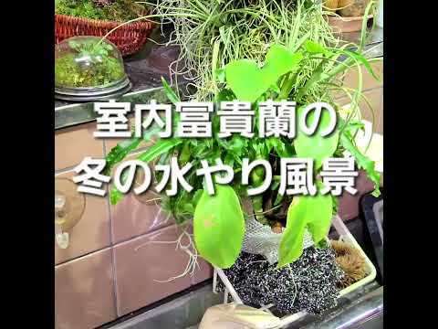 冬の室内管理植物の水やりは大変