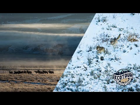 Yellowstone Wolves Hunting Elk December 2020