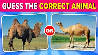 Guess the Correct Animal 🐼🧐🐻‍❄️ | Animal Quiz