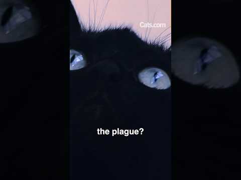 Could cats have stopped the bubonic plague? Let's find out... #Shorts #catvideos #cathistory