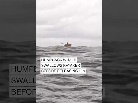 Kayaker swallowed by humpback whale 😱 #shorts #whale #kayaker