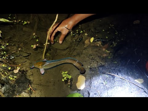 Hand catching video at the night moment|| best fish hunting video by hand