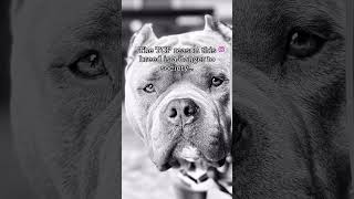 Consider yourself warned! #bullybreed #bullylove  #americanbully #dontbullymybreed