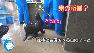 【オットセイ】スタッフの鬼の所業？笑　楽しそうには見えないがきっと楽しんいるエマちゃんの様子です(^^)/　（伊勢シーパラダイス）