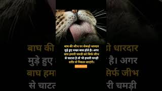 बाघ की जीभ 🙄🙄🙄🙄@ankushsaini41 #viral #motivation #ट्रेंडिंग_वीडियो #विरल्विदेओ