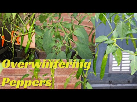 Overwintering Peppers - Almost Two years old Pepper Plants