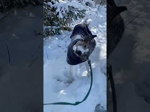 Greyhound shake it off (SLOW MOTION)