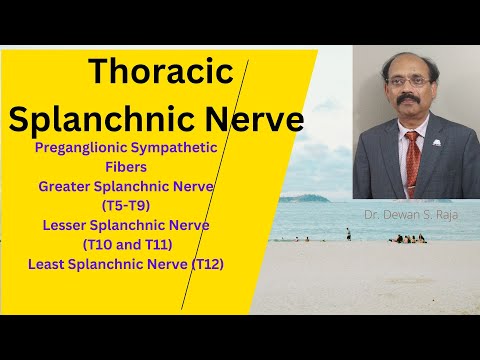 Thoracic Splanchnic Nerves