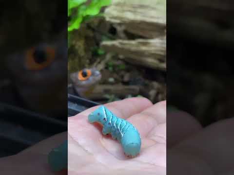 Hand Feeding my pet MINI DRAGON (red-eyed crocodile skink)!